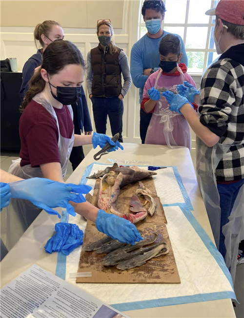 Student dissecting shark
